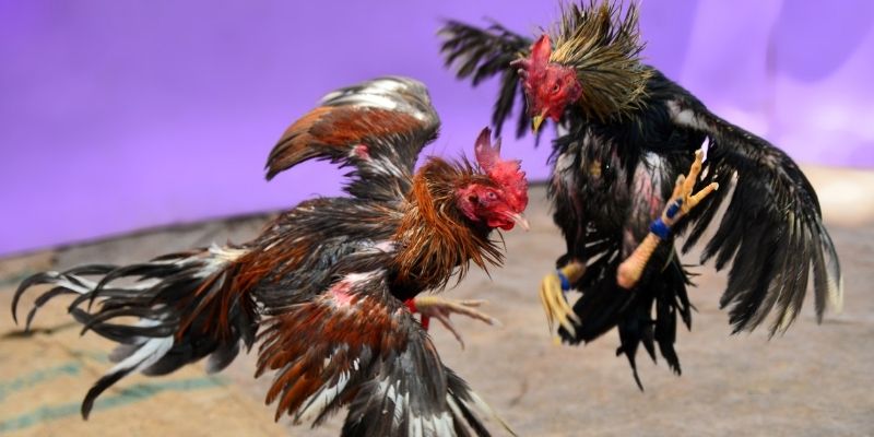 ca xeng nổ hũ tiếng anh là gì