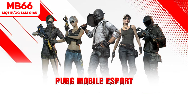 ca xeng gà chọi c1 mới nhất