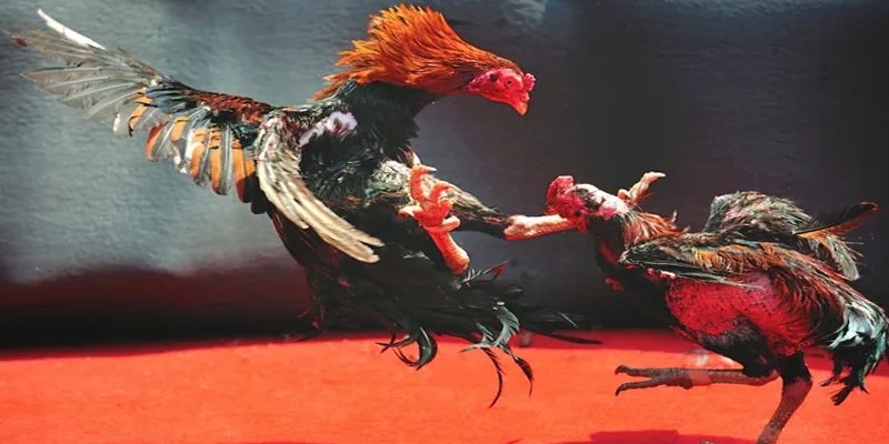 ca xeng đăng nhập nổ hũ số 1