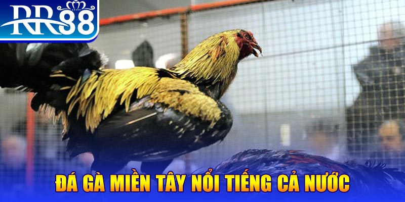 ca xeng đăng nhập liêng miễn phí