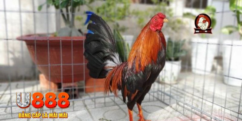 ca xeng tải nổ hũ trên máy tính