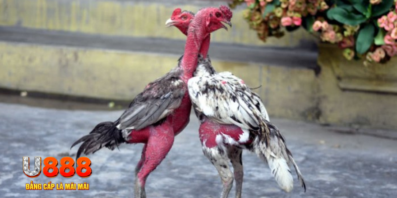 ca xeng bàn cầu điểm số tay trước trong baccarat là gì