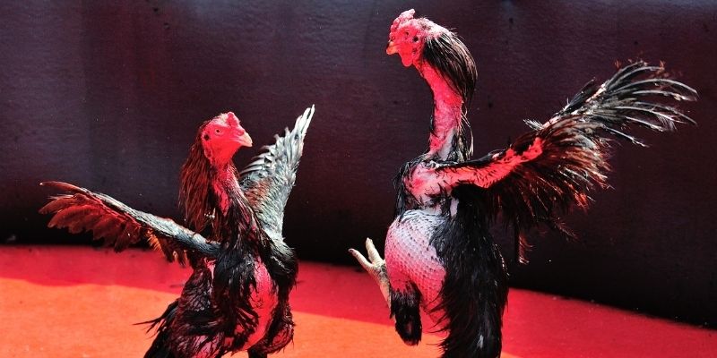 ca xeng Spribe Điện Tử